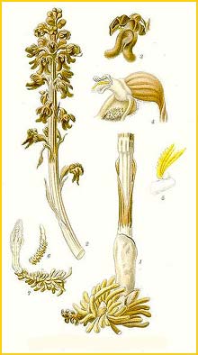   ( Neottia nidus-avis ) Bilder ur Nordens Flora (1901-1905) by Carl Lindman