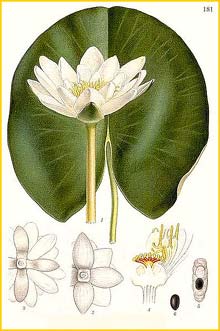   ( Nymphaea alba ) Bilder ur Nordens Flora (1901-1905) by Carl Lindman
