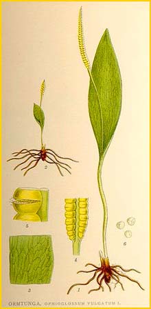   ( Ophioglossum vulgatum ) Bilder ur Nordens Flora (1901-1905) by Carl Lindman