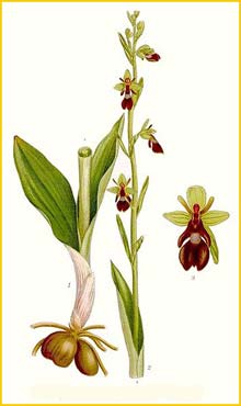   /  ( Ophrys incectifera ) Bilder ur Nordens Flora (1901-1905) by Carl Lindman
