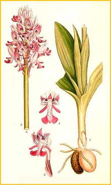   ( Orchis militaris ) Bilder ur Nordens Flora (1901-1905) by Carl Lindman