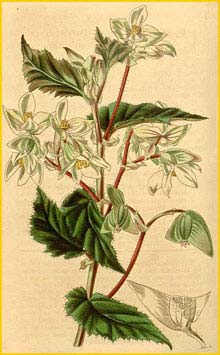   ( Begonia acutifolia ) Curtis's Botanical Magazine