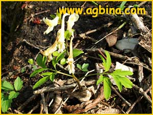   (Corydalis caucasica)