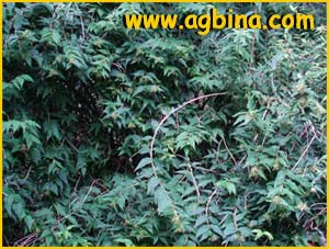  ( Abelia triflora )
