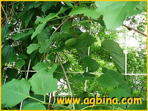   ( Akebia trifoliata ) 
