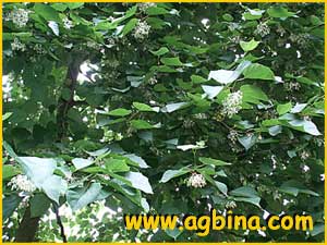    ( Alangium platanifolium )