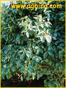   ( Ficus rubiginosa f. glabrescens )