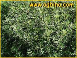    ( Artemisia abrotanum )