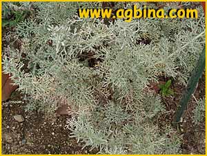   ( Artemisia maritima )