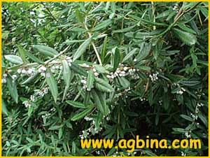    ( erberis pruinosa var. longifolia )