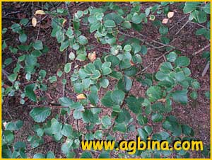   ( Betula ovalifolia )