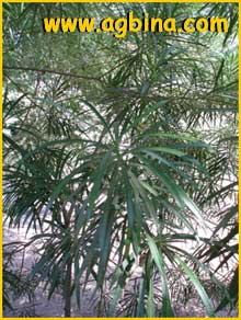    ( Cascabela thevetia / Thevetia nereifolia )