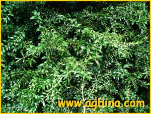  .  ( uxus sempervirens var. longifolia ) 