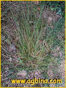    ( Carex  virgata )