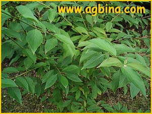    ( Cornus amomum ssp. obliqua )