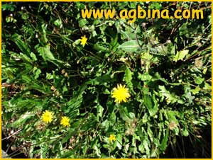   ( Crepis turcica )
