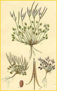   ( Cardamine bellidifolia ) Bilder ur Nordens Flora (1901-1905) by Carl Lindman