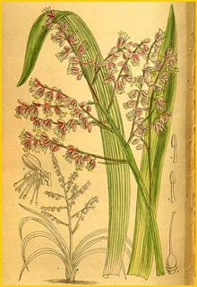     ( Alectorurus yedoensis )  Curtis's Botanical Magazine 1910