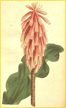   ( Aletris capensis ) Curtis's Botanical Magazine