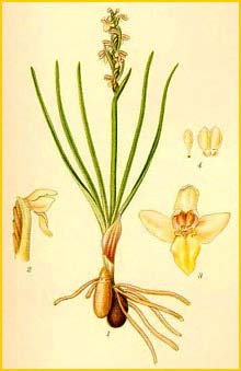   ( Chamaeorchis alpina ) Bilder ur Nordens Flora (1901-1905) by Carl Lindman