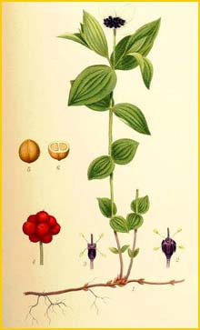   ( Cornus / Chamaepericlymenum suecicum ) Bilder ur Nordens Flora (1901-1905) by Carl Lindman