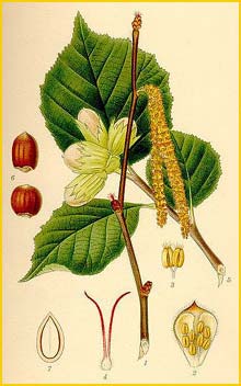   ( Corylus avellana ) Bilder ur Nordens Flora (1901-1905) by Carl Lindman