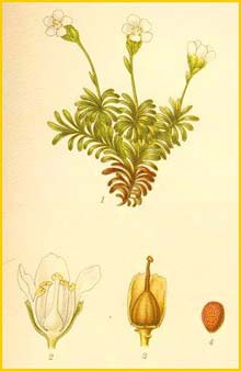   ( Diapensia lapponica ) Bilder ur Nordens Flora (1901-1905) by Carl Lindman