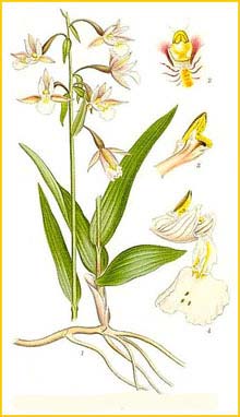   ( Epipactis palustris ) Bilder ur Nordens Flora (1901-1905) by Carl Lindman