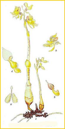   ( Epipogium aphyllum ) Bilder ur Nordens Flora (1901-1905) by Carl Lindman