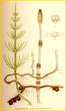  ( Equisetum arvense ) Bilder ur Nordens Flora (1901-1905) by Carl Lindman