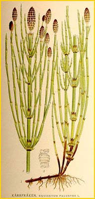   ( quisetum palustre ) Bilder ur Nordens Flora (1901-1905) by Carl Lindman
