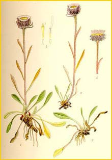   ( Erigeron eriocephalus ) Bilder ur Nordens Flora (1901-1905) by Carl Lindman