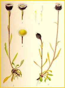  /  ( Erigeron unalaschkensis / humilis ) Bilder ur Nordens Flora (1901-1905) by Carl Lindman 