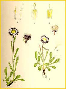   ( Erigeron uniflorus ) Bilder ur Nordens Flora (1901-1905) by Carl Lindman