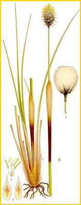   ( Eriophorum vaginatum ) Bilder ur Nordens Flora (1901-1905) by Carl Lindman