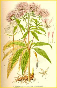   ( Eupatorium cannabinus ) Bilder ur Nordens Flora (1901-1905) by Carl Lindman