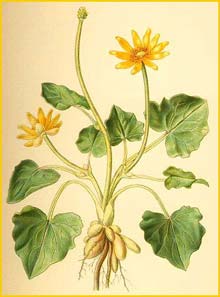   ( Ficaria verna ) Bilder ur Nordens Flora (1901-1905) by Carl Lindman