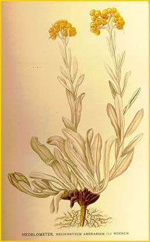   ( Helichrysum arenarium ) Bilder ur Nordens Flora (1901-1905) by Carl Lindman