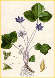   ( Hepatica nobilis ) Bilder ur Nordens Flora (1901-1905) by Carl Lindman