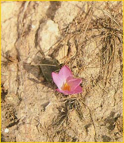   /   ( Bulbocodium vernum / Merendera filifolia )