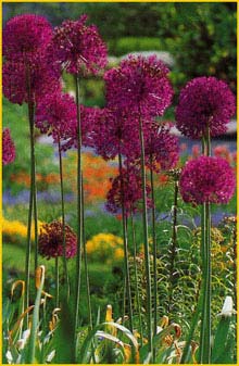  'Purple Sensation' ( Allium aflatunense 'Purple Sensation' )