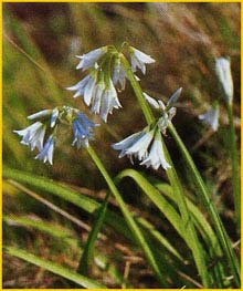   ( Allium triquetrum )