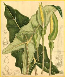   ( Alocasia micholitziana )  Curtis's Botanical Magazine 1913