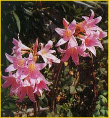   ( Amaryllis belladonna )