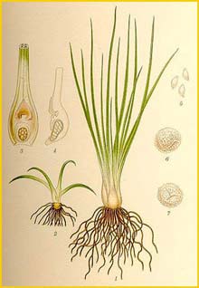   ( Isoetes lacustris ) Bilder ur Nordens Flora (1901-1905) by Carl Lindman