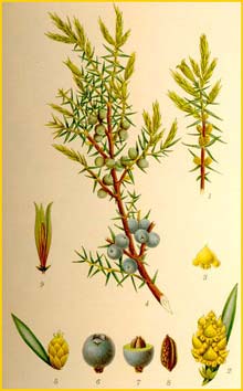   ( Juniperus communis ) Bilder ur Nordens Flora (1901-1905) by Carl Lindman