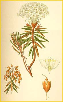   ( Ledum palustre ) Bilder ur Nordens Flora (1901-1905) by Carl Lindman