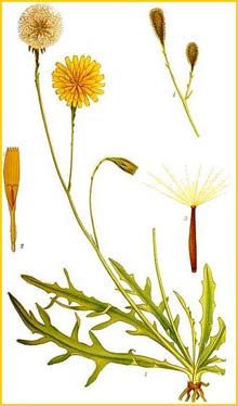   ( Leontodon autumnalis ) Bilder ur Nordens Flora (1901-1905) by Carl Lindman