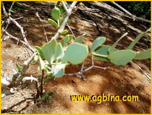   ( Simmondsia californica )
