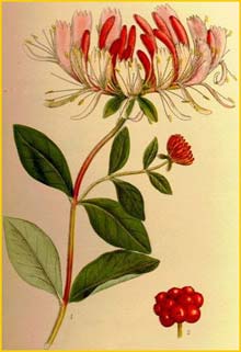   ( Lonicera periclymenum ) Bilder ur Nordens Flora (1901-1905) by Carl Lindman